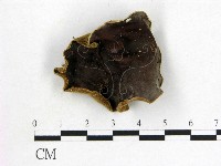 藏品(木耳屬)的圖片
