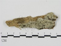 藏品(剛毛絲皮菌)的圖片