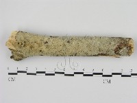 藏品(剛毛絲皮菌)的圖片