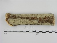 藏品(剛毛絲皮菌)的圖片