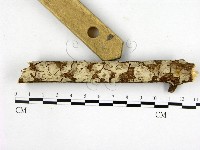 藏品(燈籠囊擬射脈菌)的圖片