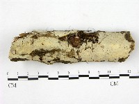 藏品(燈籠囊擬射脈菌)的圖片