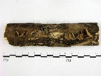 藏品(木耳屬)的圖片