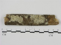 藏品(剛毛絲皮菌)的圖片