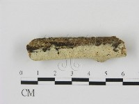 藏品(剛毛絲皮菌)的圖片