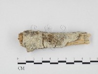 藏品(冇骨消絲齒菌)的圖片