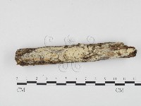 藏品(冇骨消絲齒菌)的圖片