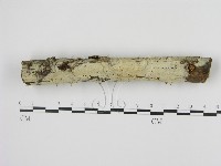 藏品(剛毛絲皮菌)的圖片