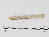 藏品(冇骨消絲齒菌)的圖片