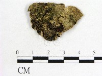 藏品(木耳屬)的圖片