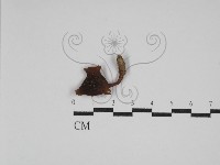 藏品(乳菇屬)的圖片