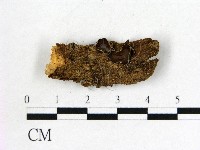 藏品(毛木耳)的圖片