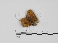 藏品(紅菇屬)的圖片