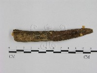 藏品(小皮傘屬)的圖片