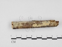 藏品(冇骨消絲齒菌)的圖片