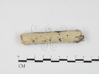 藏品(冇骨消絲齒菌)的圖片