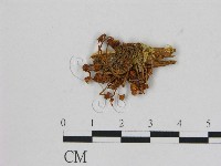 藏品(小菇屬)的圖片