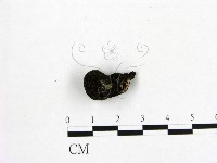 藏品()的圖片