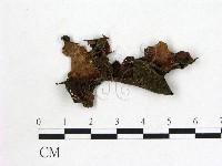 藏品(木耳)的圖片