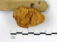 藏品(優雅波邊革菌)的圖片