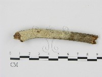 藏品(剛毛絲皮菌)的圖片