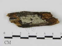 藏品(剛毛絲皮菌)的圖片