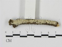 藏品(剛毛絲皮菌)的圖片