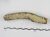 藏品(剛毛絲皮菌)的圖片