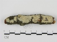 藏品(剛毛絲皮菌)的圖片