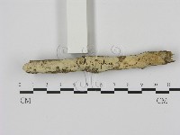 藏品(剛毛絲皮菌)的圖片