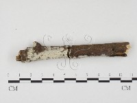 藏品(冇骨消絲齒菌)的圖片