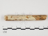 藏品(冇骨消絲齒菌)的圖片