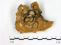 藏品(優雅波邊革菌)的圖片