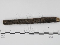 藏品(炭角菌屬)的圖片