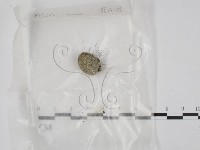 藏品()的圖片