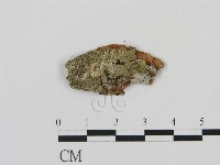 藏品(剛毛絲皮菌)的圖片