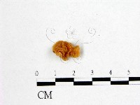 藏品(花耳屬)的圖片