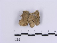 藏品(韌革菌屬)的圖片