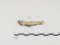 藏品(冇骨消絲齒菌)的圖片