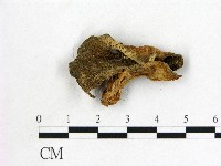 藏品(毛木耳)的圖片