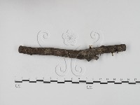 藏品(炭角菌屬)的圖片