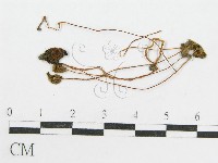 藏品(鬼傘屬)的圖片