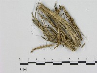 藏品(小皮傘屬)的圖片