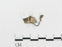 藏品(傘菌屬)的圖片