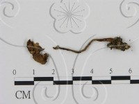 藏品(濕傘屬)的圖片