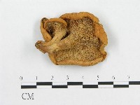 藏品(多孔菌屬)的圖片