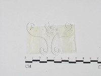 藏品()的圖片
