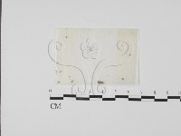 藏品()的圖片