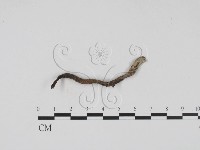 藏品(炭角菌屬)的圖片