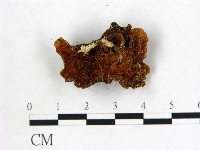 藏品(皺木耳)的圖片